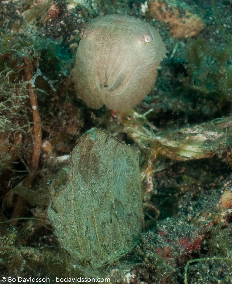BD-090925-Lembeh-9253811-Sepia-latimanus.-Quoy---Gaimard.-1832-[Broadclub-cuttlefish].jpg